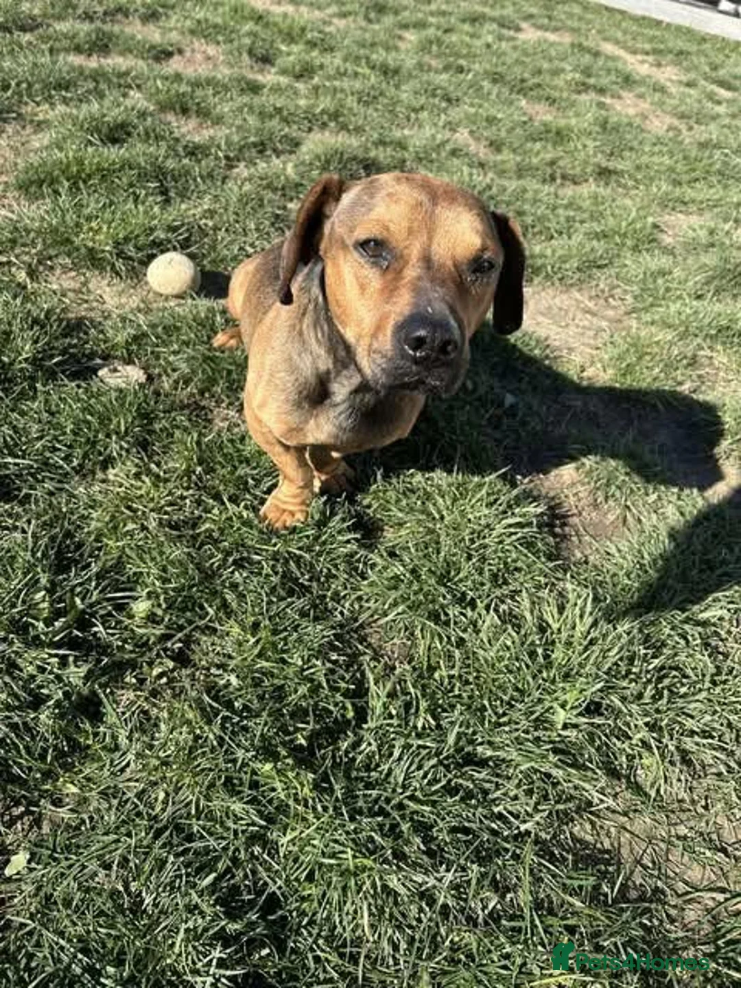 Mixed Breed dogs for adoption: Rescue boy Noodle is looking for his forever home - Advert 17