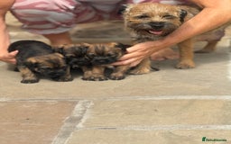 Border Terrier dogs for sale: Quality border terrier pups - Image 7