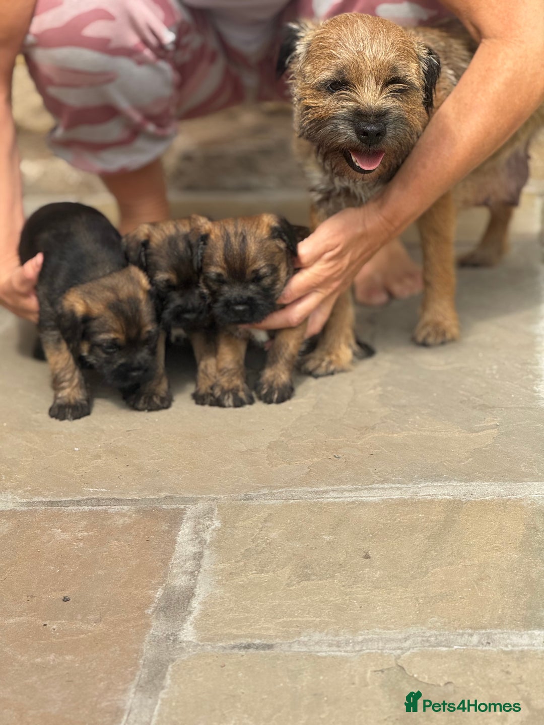 Border Terrier dogs for sale: Quality border terrier pups - Image 7