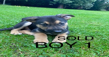 German Shepherd dogs - Advert 3