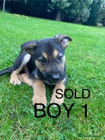 German Shepherd dogs - Advert 8