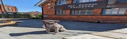 Mixed Breed dogs for sale: 8Yr Old Wheaten Terrier x Labradoodle in Chesterfield - Advert 6