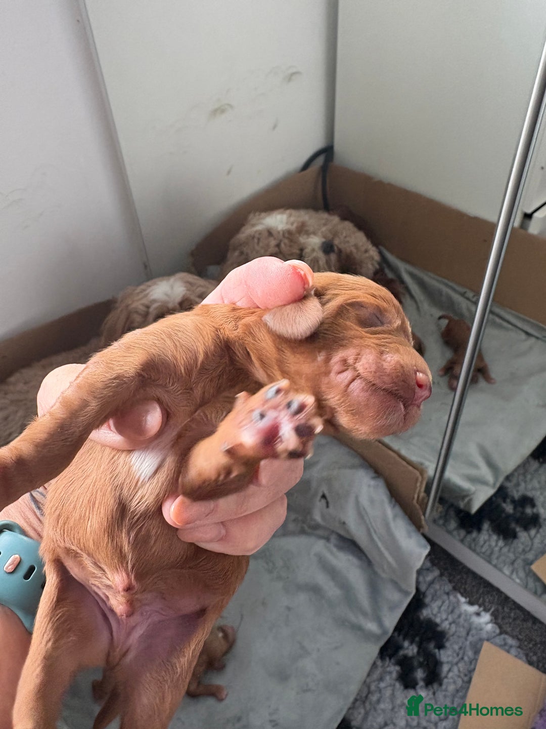 Cavapoo dogs for sale: Cavapoo F1b fully health tested  - Image 24