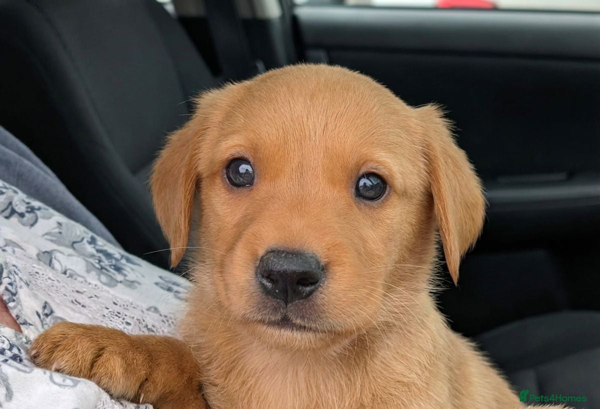 Goldador dogs for sale: 💛⭐️❤️☀️Fox Red Goldador Puppies for sale💛⭐️❤️🌟 - Advert 1