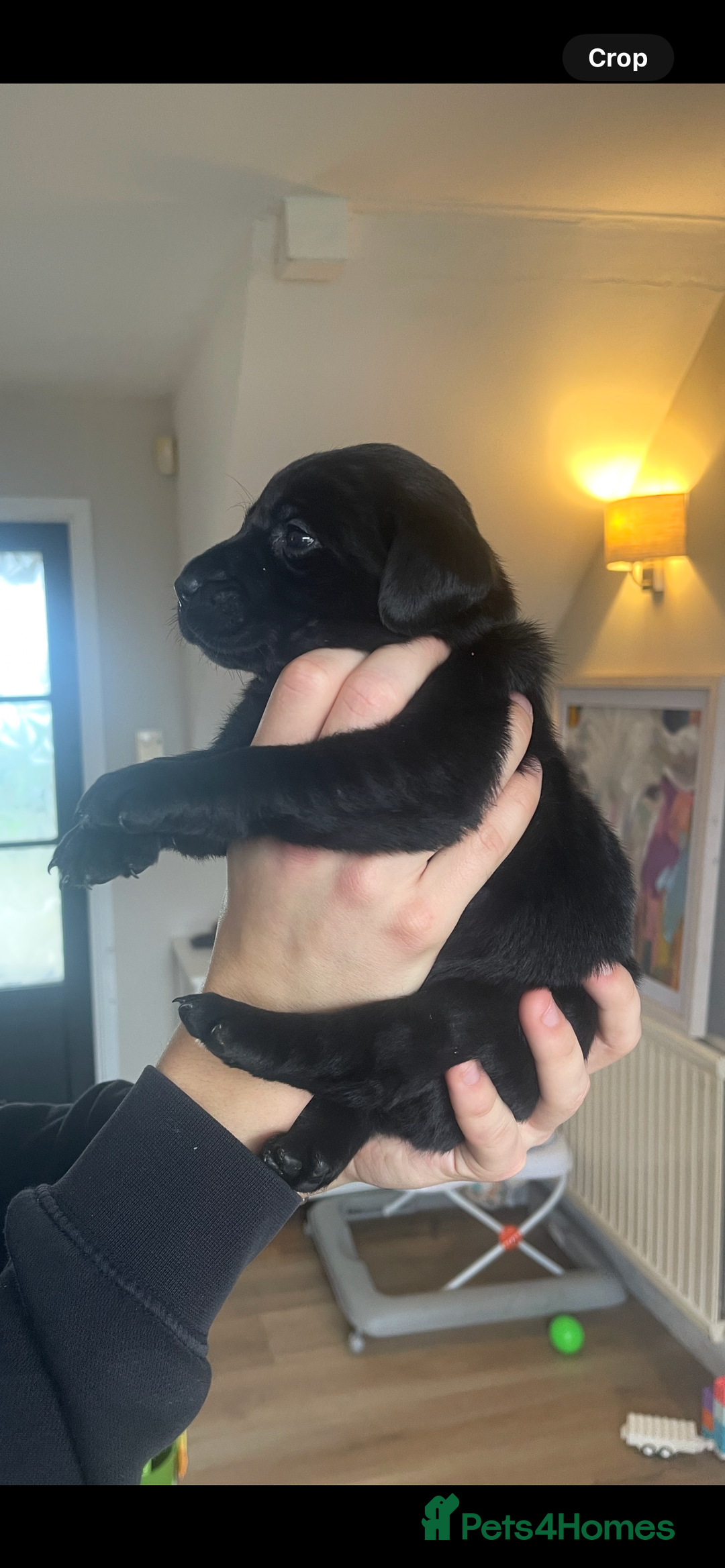 Labrador Retriever dogs for sale: Male Labrador Puppy - Advert 4