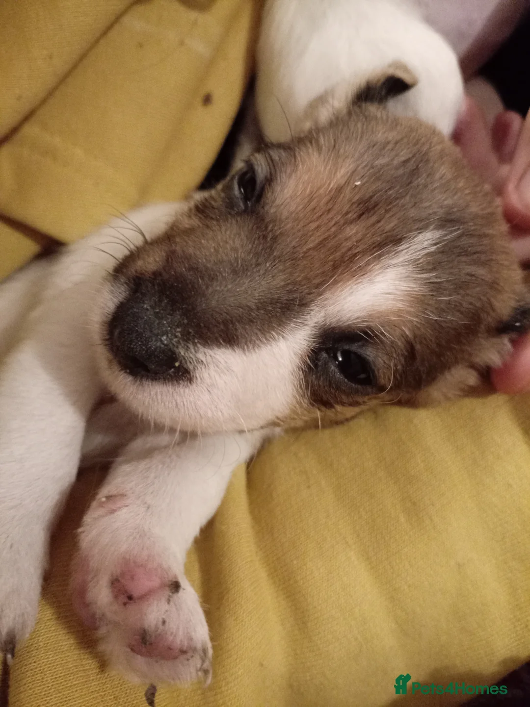 Jack Russell dogs for sale: Jack Russell puppies for sale  - Advert 18