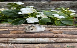 Hamster rodents for sale: Beautiful baby hamsters. Russian Dwarf and Syrian - Image 25