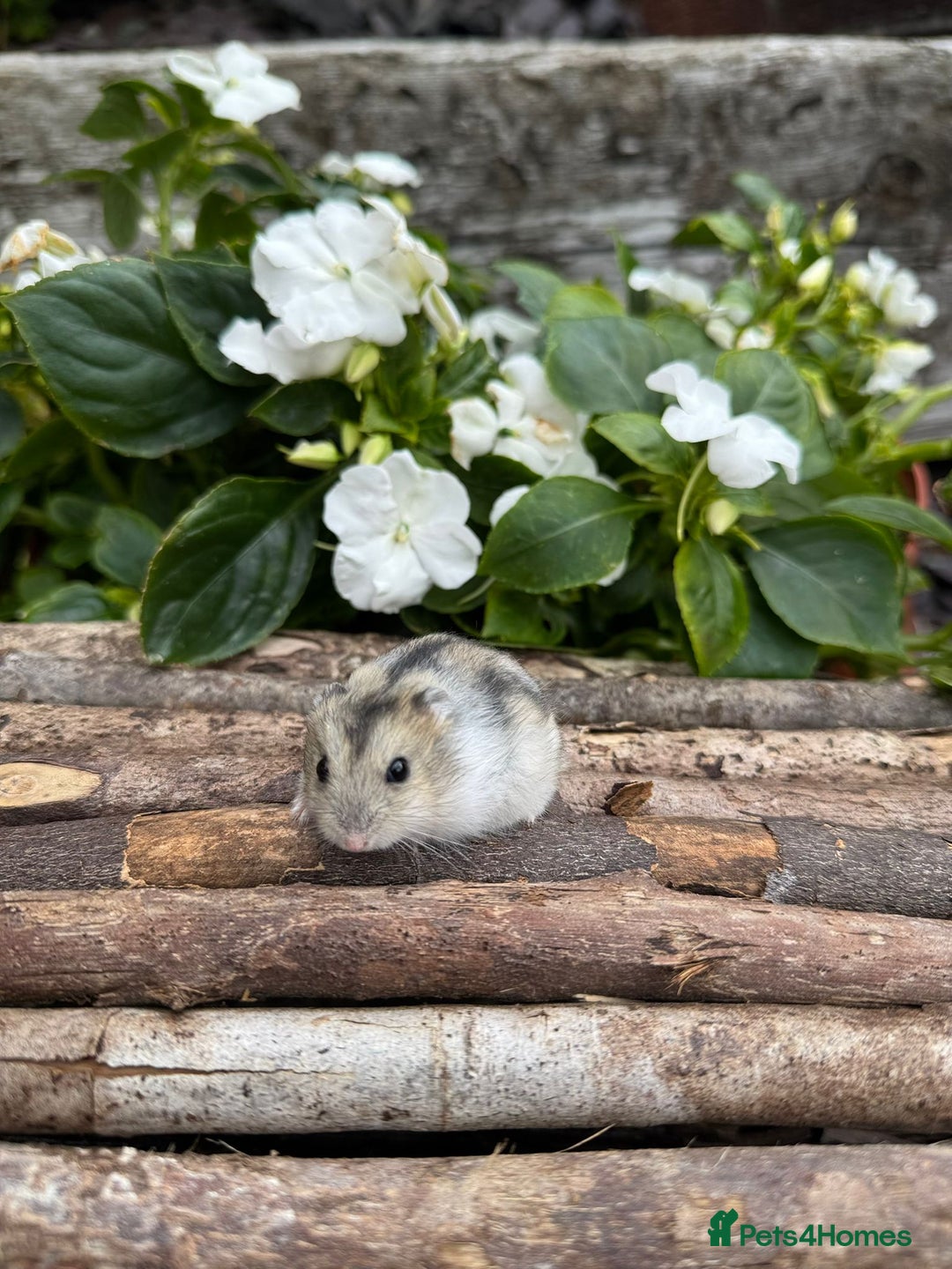 Hamster rodents for sale: Beautiful baby hamsters. Russian Dwarf and Syrian - Image 25