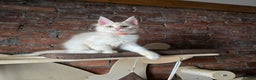 Maine Coon cats for sale: Ready now  -TICA MaineCoon Boy - Advert 11