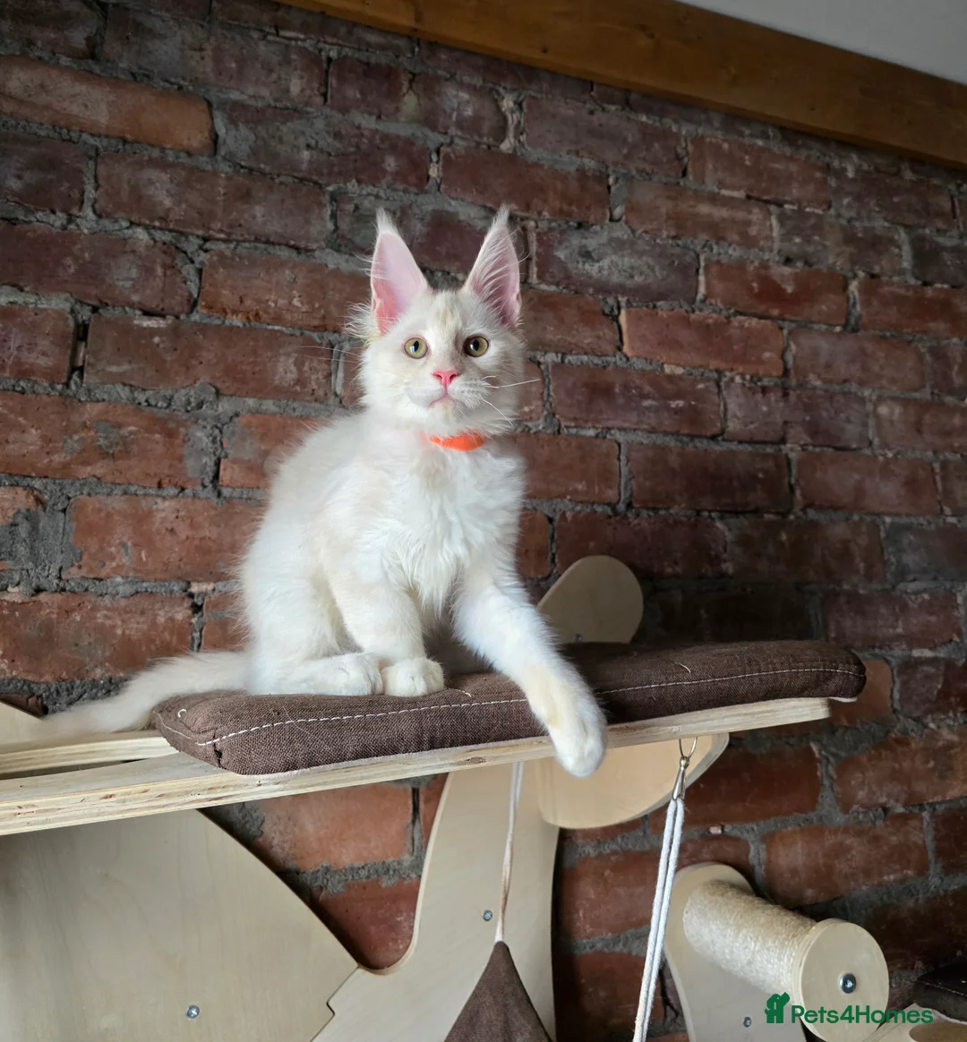 Maine Coon cats for sale: TICA MaineCoon Boy - Neutered  - Advert 11