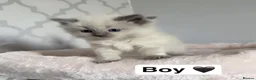Ragdoll cats for sale: 🎀Fluffy ragdoll babies🎀 - Advert 32
