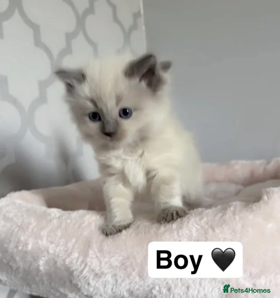 Ragdoll cats for sale: 🎀Fluffy ragdoll babies🎀 - Advert 32