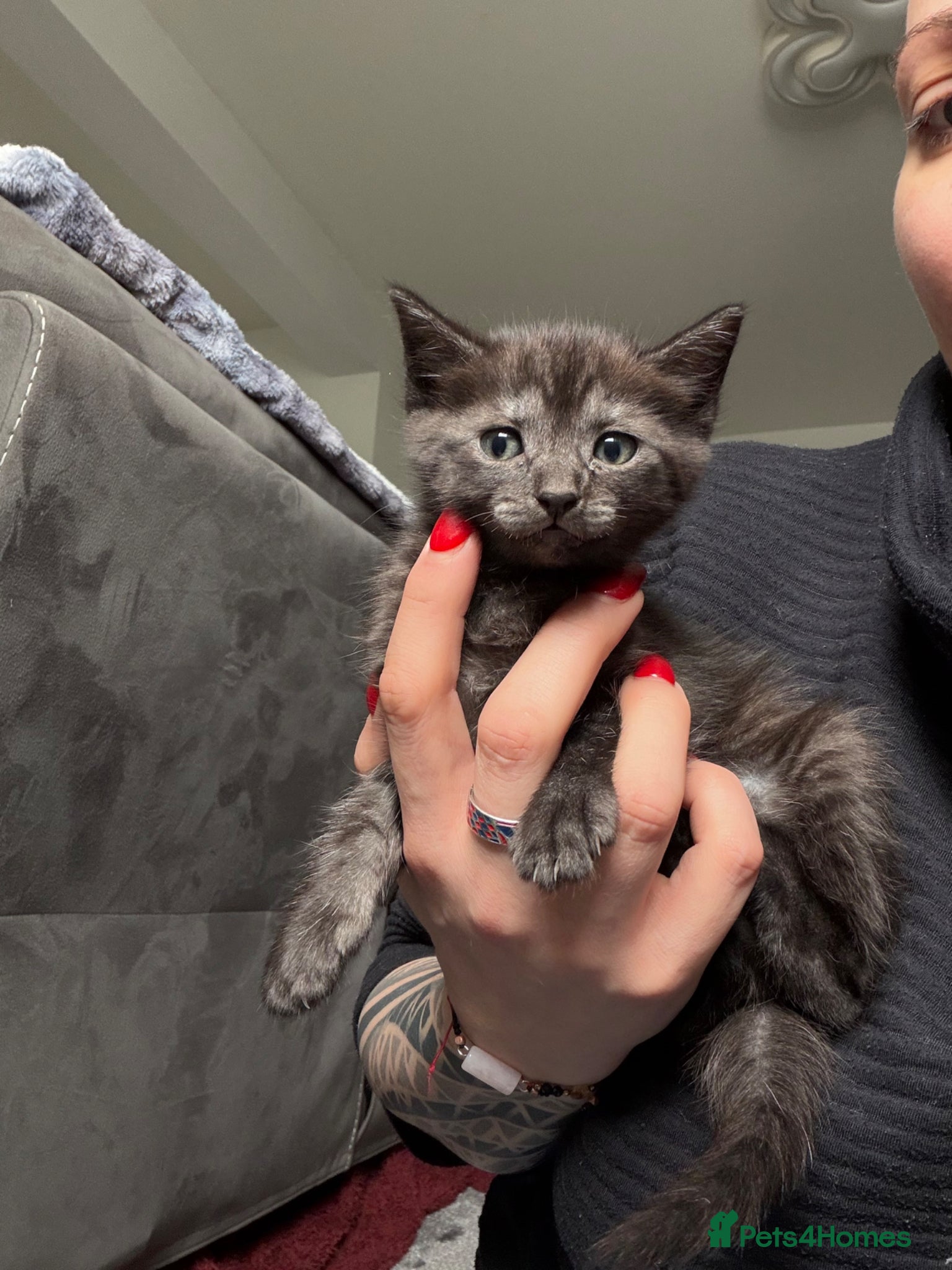 Mixed Breed cats Ragdol mix kitten  - Advert 1