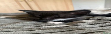 Tux boy