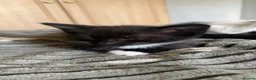 Mixed Breed cats for sale: Ready to leave male and female kittens in Tonbridge - Advert 4