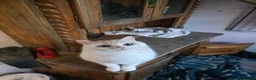 British Shorthair cats for sale: White pedigree British shorthair - Advert 11