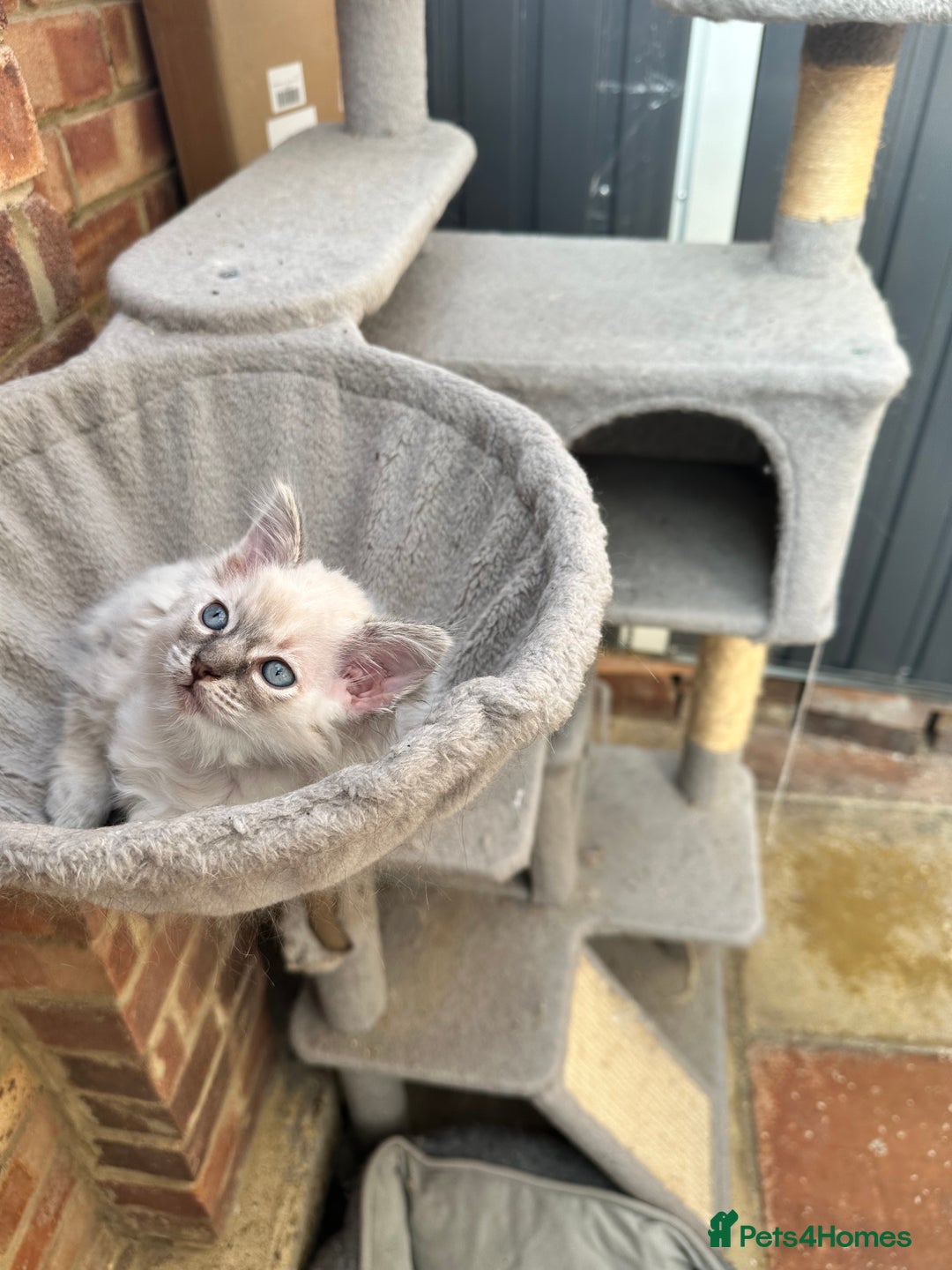 Ragdoll cats for sale: Last boy Stunning crazy playful pure Ragdoll - Image 6