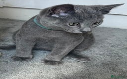 Russian Blue cats for sale: Russian Blue Kitten - Image 31