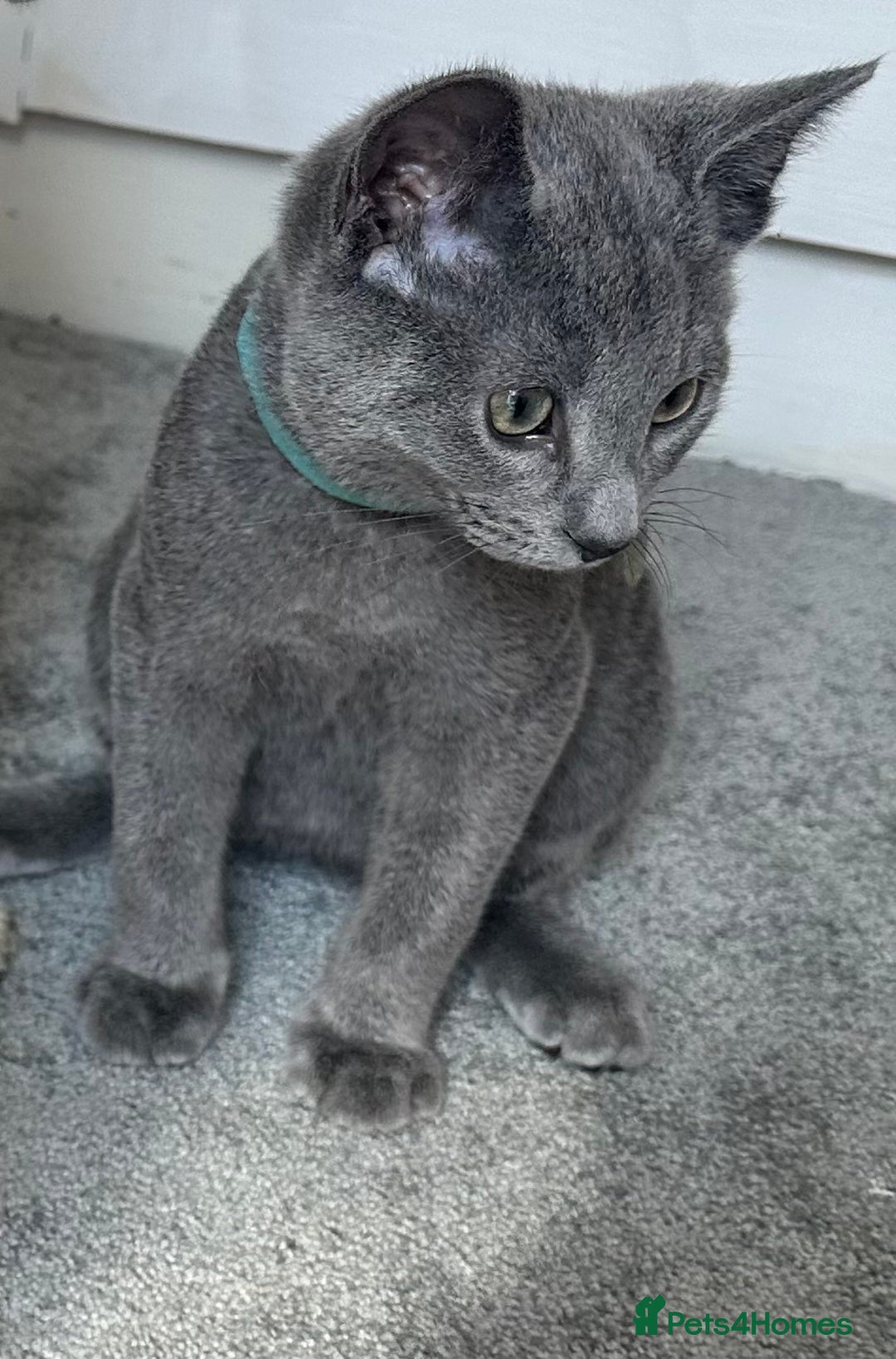 Russian Blue cats for sale: Russian Blue Kitten - Image 31