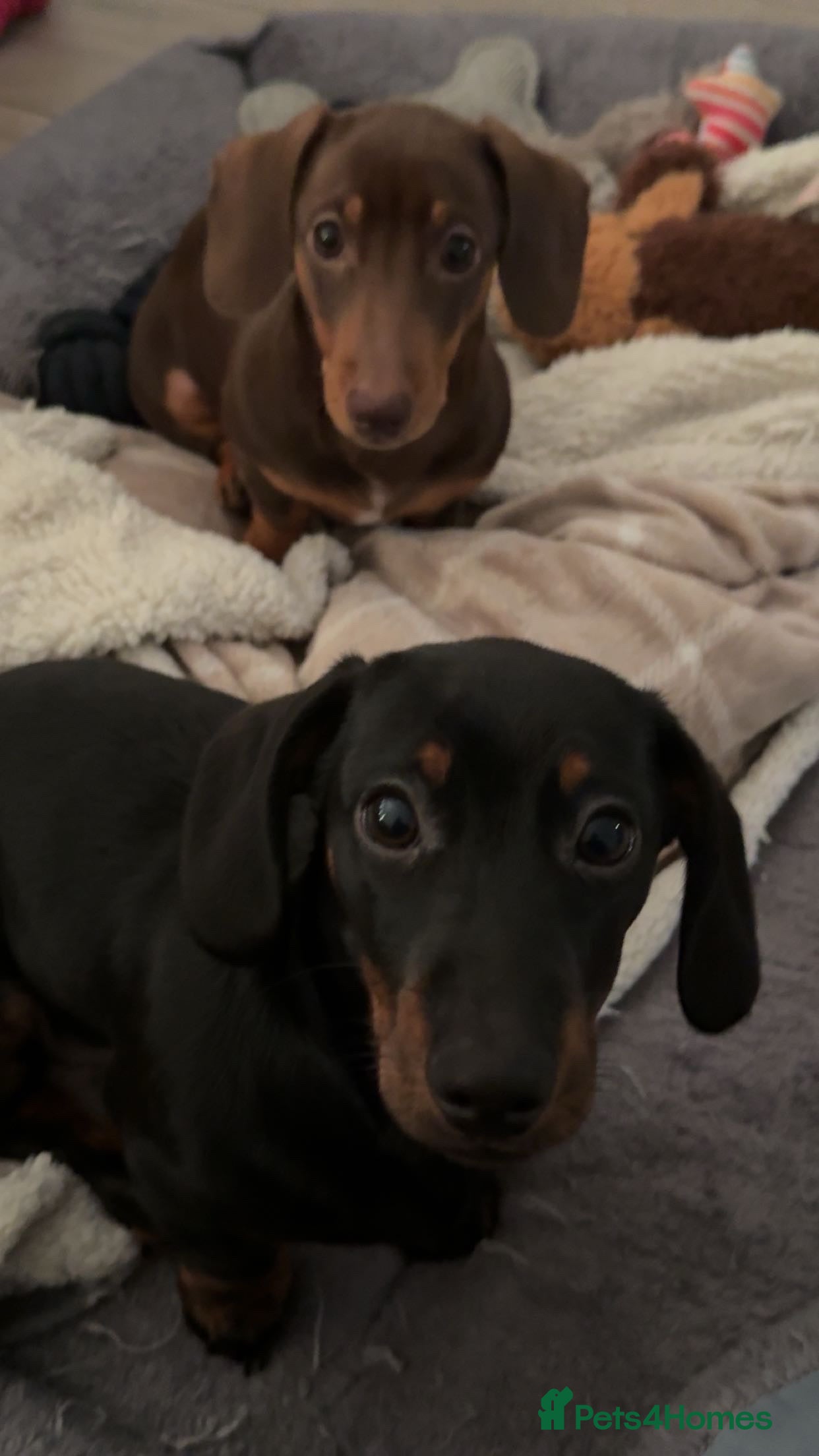 Dachshund dogs Minnie and Gizmo in Corby - Advert 10