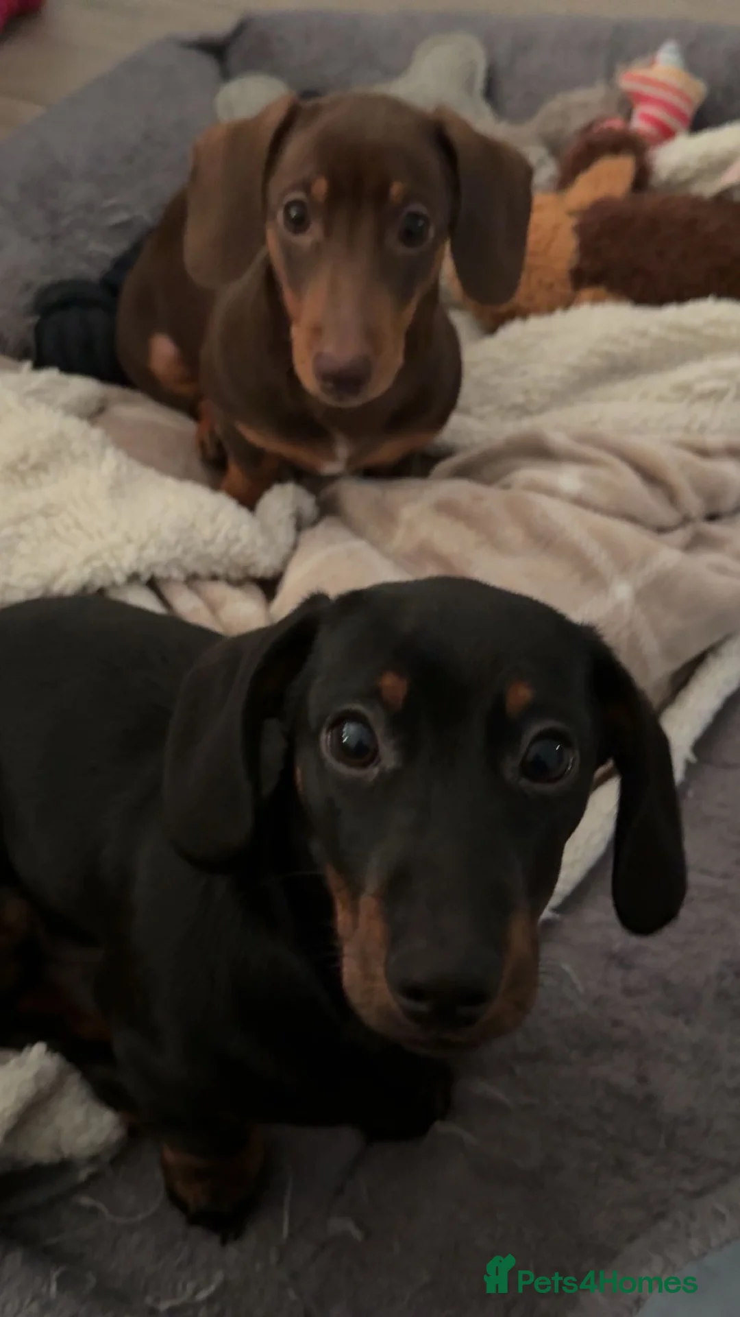 Dachshund dogs for adoption: Minnie and Gizmo in Corby - Advert 1