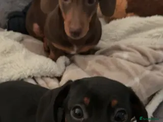 Dachshund dogs Minnie and Gizmo in Corby - Advert 10