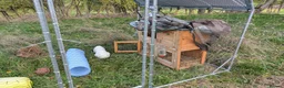 Mixed Breed rabbits for sale: Rabbit & Set up in Northampton - Advert 5