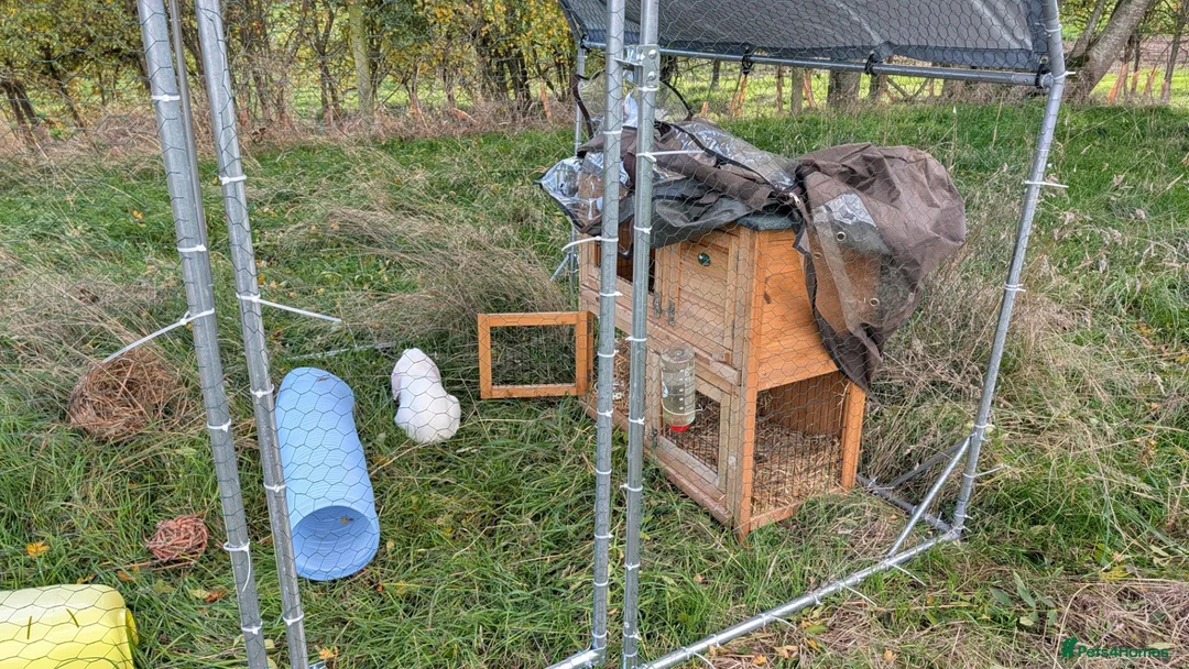 Mixed Breed rabbits for sale: Rabbit & Set up in Northampton - Advert 5
