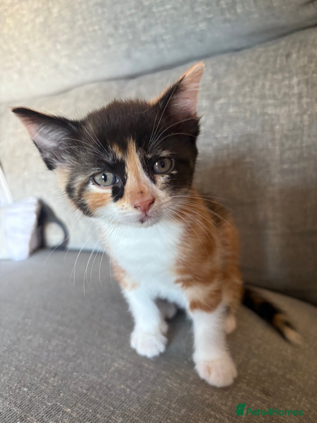 Mixed Breed cats for sale: Kittens available  - Image 6