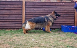 German Shepherd dogs for sale: Stunning longcoat German Shepherd puppies - Image 5