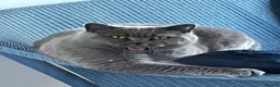 British Shorthair cats for sale: Boy kittens - Advert 18