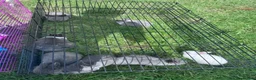 Netherland Dwarf rabbits for sale: Adorable Baby Netherland Dwarf Rabbits - Advert 4