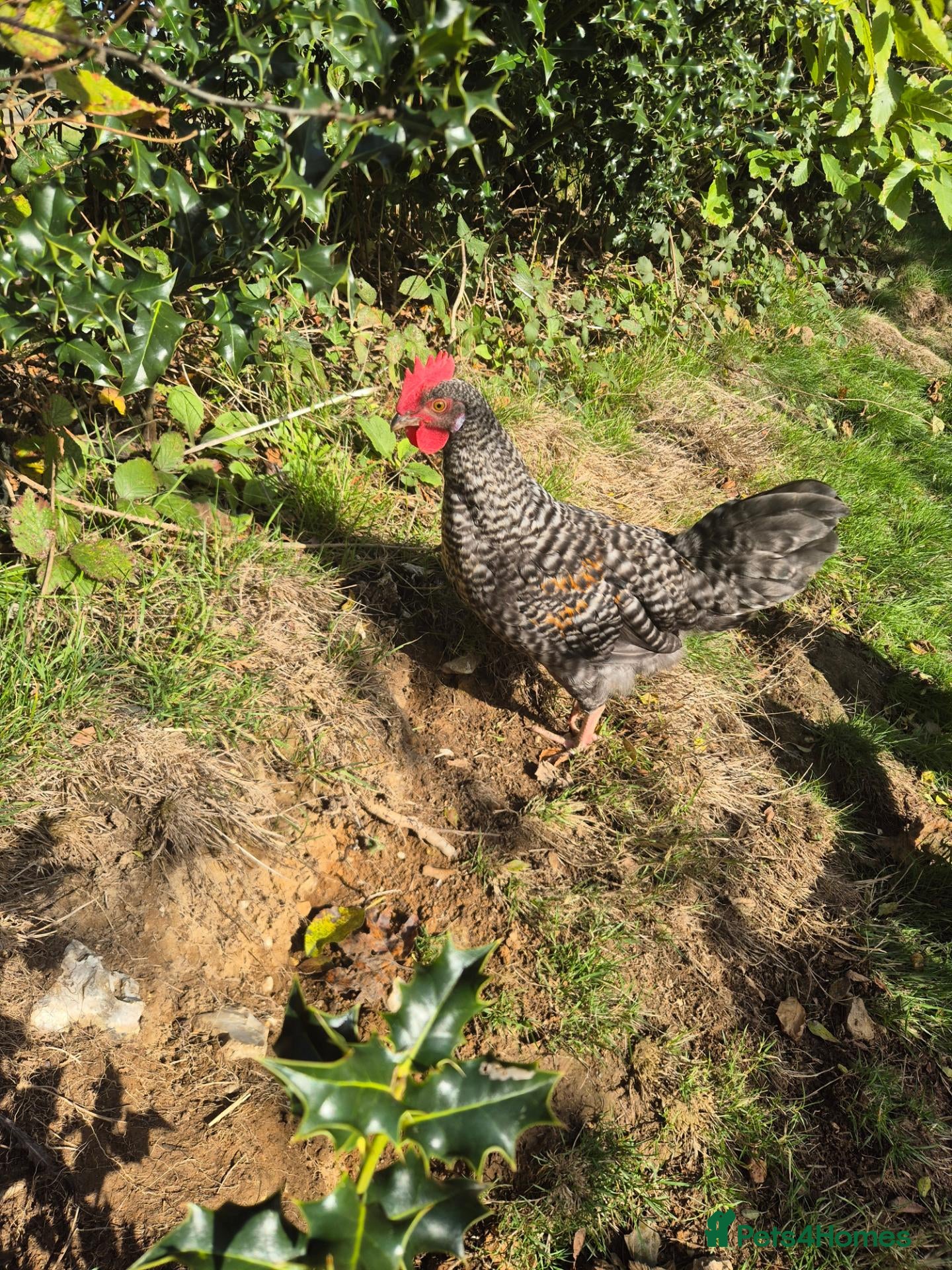 Chickens poultry for sale: Superb Male Chicks For Rehoming. - Advert 1