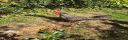Chickens poultry for sale: Superb Male Chicks For Rehoming. in Dorchester - Advert 1