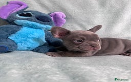 French Bulldog dogs for sale: 5 Male French Bulldog Puppies - Image 10