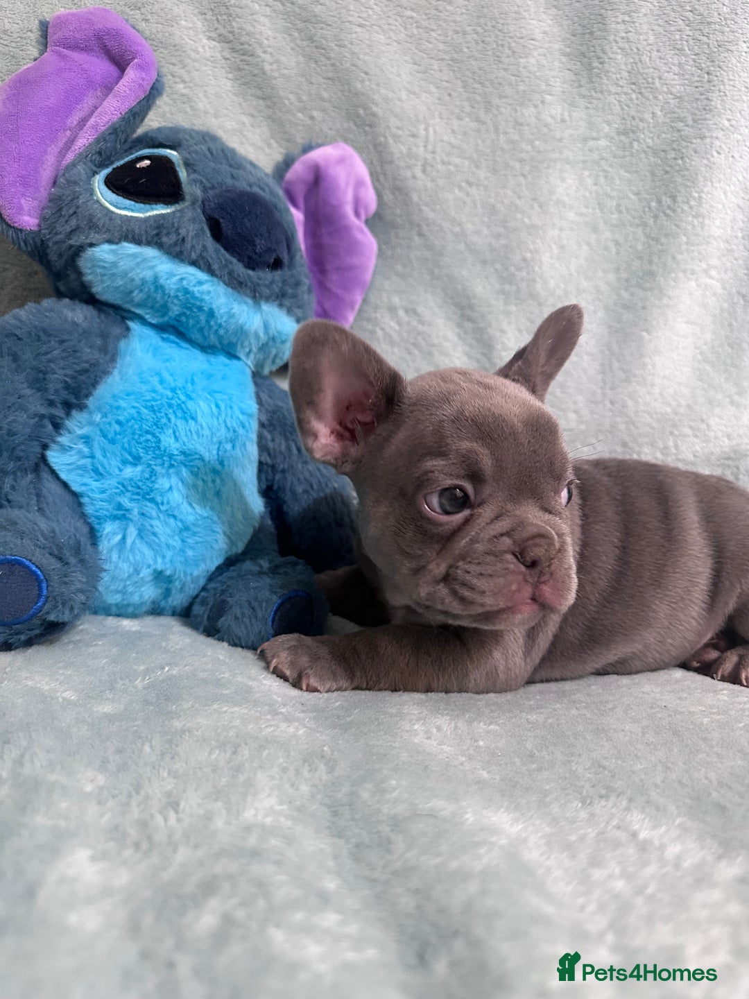French Bulldog dogs for sale: 5 Male French Bulldog Puppies - Image 10