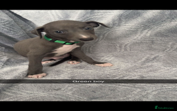 Mixed Breed dogs for sale: 7 beautiful wiggys! - Image 6
