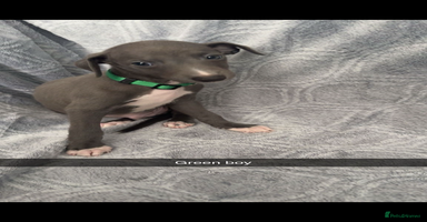 Mixed Breed dogs - Advert 9