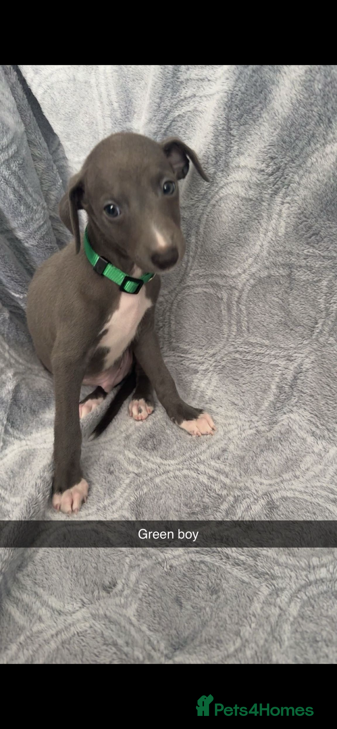 Mixed Breed dogs for sale: 7 beautiful wiggys! - Image 6
