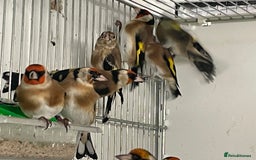 Finches birds for sale: Finches  - Image 1