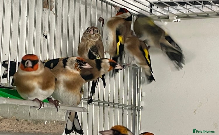 Finches birds - Advert 1