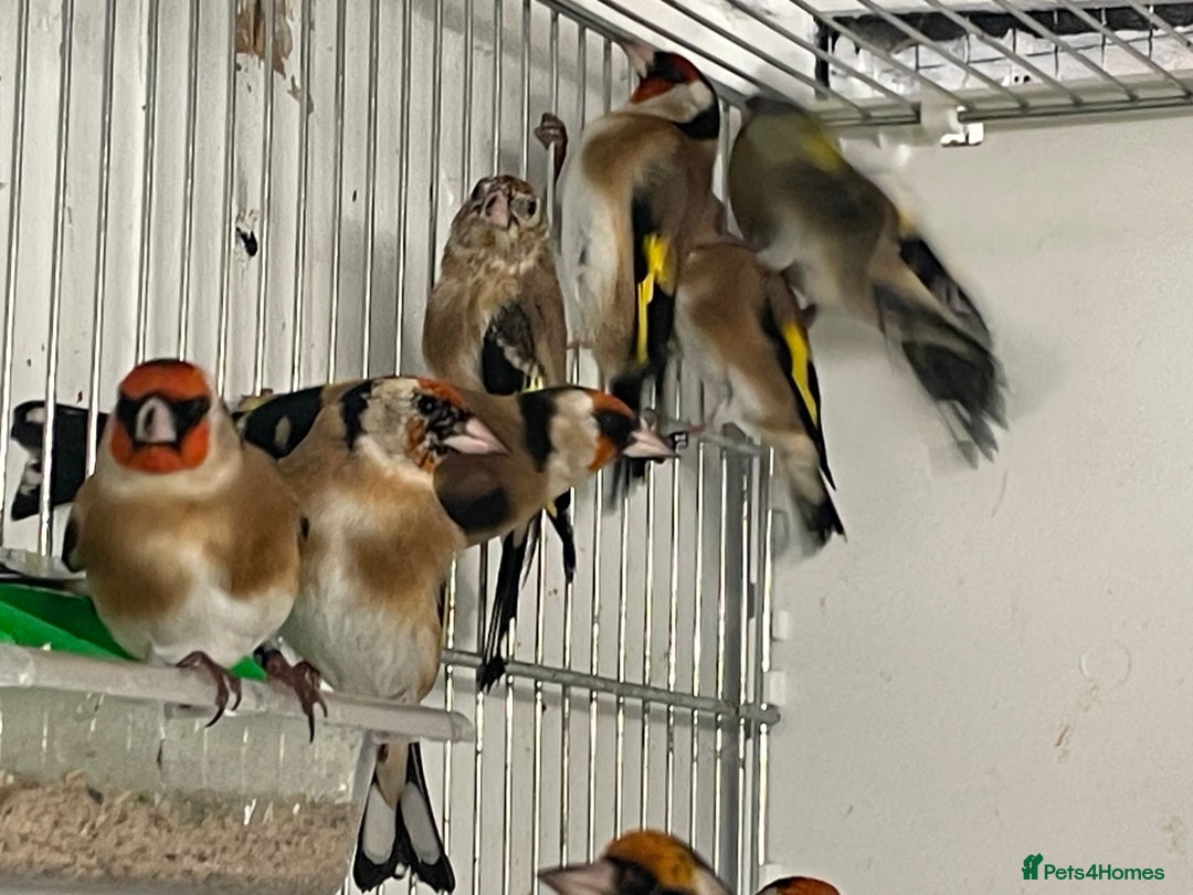 Finches birds for sale: Finches  - Image 1
