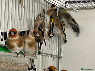 Finches birds - Advert 12