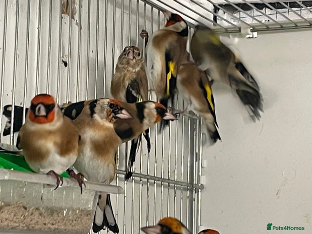 Finches birds - Advert 4