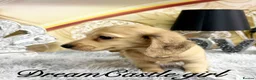 Miniature Dachshund dogs for sale: Ready to leave Kc long coat cream puppies  - Advert 7