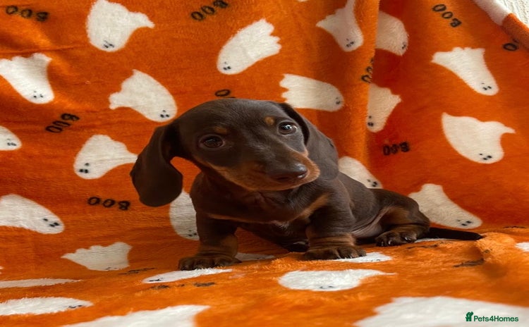 Miniature Dachshund dogs - Advert 16