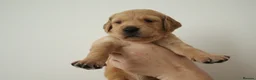 Golden Retriever dogs for sale: Beautiful litter working line golden retrievers in Sheffield - Advert 17