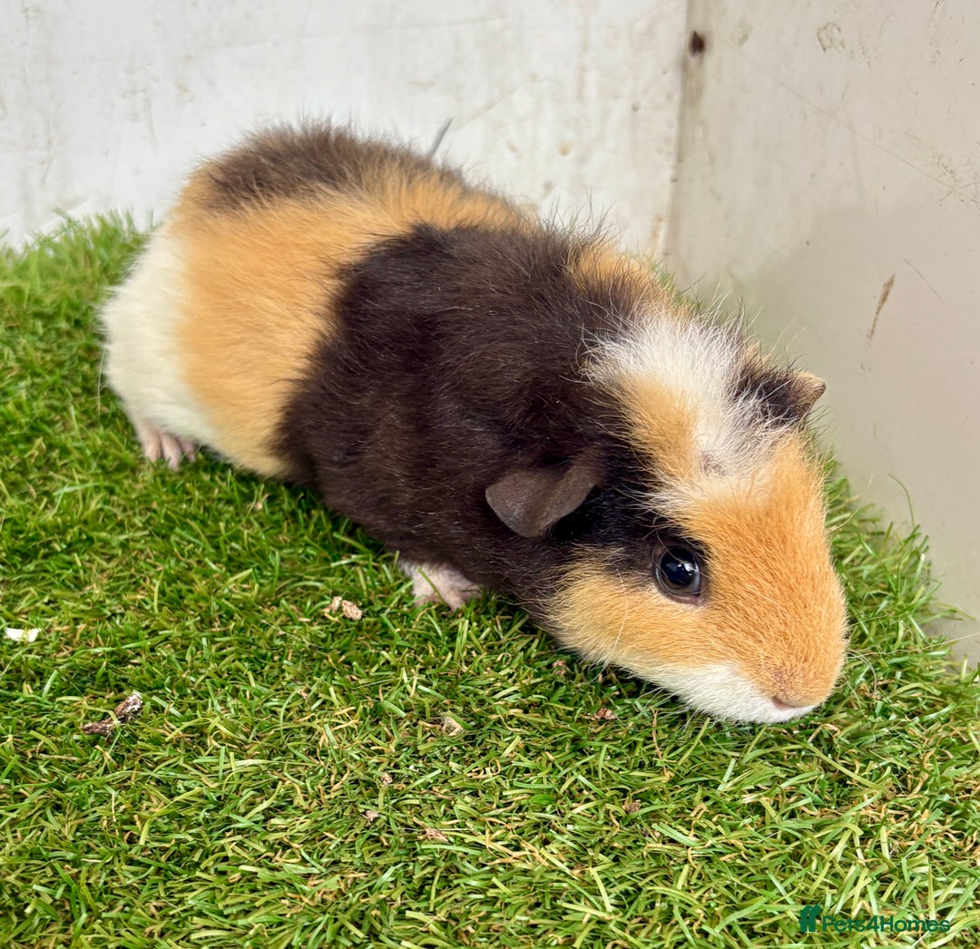 Guinea Pig rodents for sale: Super calm and friendly female guinea pigs  - Image 28