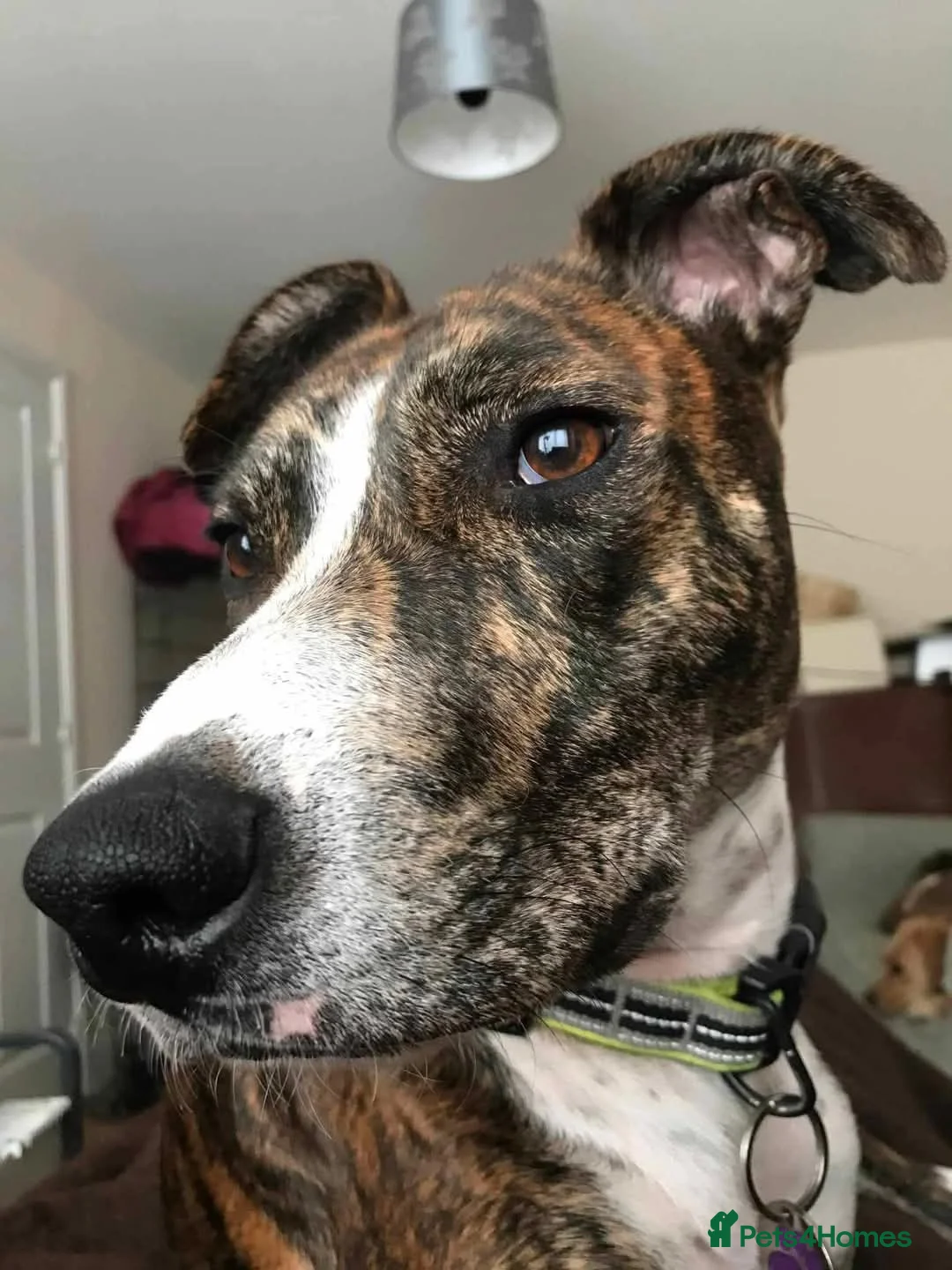 Mixed Breed dogs for adoption: Meet Oscar, currently residing in Oxfordshire  in Abingdon - Advert 6