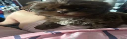 Shih Tzu dogs for sale: Chocolate Imperial Shihtzu - Advert 4